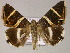  ( - BC ZSM Lep 10259)  @11 [ ] CreativeCommons - Attribution Non-Commercial Share-Alike (2010) Unspecified SNSB, Zoologische Staatssammlung Muenchen