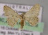  ( - BC ZSM Lep 10268)  @11 [ ] CreativeCommons - Attribution Non-Commercial Share-Alike (2010) Unspecified SNSB, Zoologische Staatssammlung Muenchen