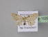  (Idaea AH01NG - BC ZSM Lep 10293)  @11 [ ] CreativeCommons - Attribution Non-Commercial Share-Alike (2010) Unspecified SNSB, Zoologische Staatssammlung Muenchen