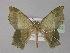 ( - BC ZSM Lep 10302)  @11 [ ] CreativeCommons - Attribution Non-Commercial Share-Alike (2010) Unspecified SNSB, Zoologische Staatssammlung Muenchen