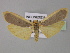  ( - BC ZSM Lep 10328)  @11 [ ] CreativeCommons - Attribution Non-Commercial Share-Alike (2010) Unspecified SNSB, Zoologische Staatssammlung Muenchen
