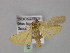  ( - BC ZSM Lep 10329)  @12 [ ] CreativeCommons - Attribution Non-Commercial Share-Alike (2010) Unspecified SNSB, Zoologische Staatssammlung Muenchen