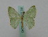  (Comostola AH01Ch - BC ZSM Lep 16245)  @13 [ ] CreativeCommons - Attribution Non-Commercial Share-Alike (2010) Unspecified SNSB, Zoologische Staatssammlung Muenchen