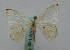 ( - BC ZSM Lep 16246)  @12 [ ] CreativeCommons - Attribution Non-Commercial Share-Alike (2010) Unspecified SNSB, Zoologische Staatssammlung Muenchen