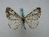  ( - BC ZSM Lep 16254)  @13 [ ] CreativeCommons - Attribution Non-Commercial Share-Alike (2010) Unspecified SNSB, Zoologische Staatssammlung Muenchen