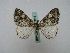  ( - BC ZSM Lep 16255)  @13 [ ] CreativeCommons - Attribution Non-Commercial Share-Alike (2010) Unspecified SNSB, Zoologische Staatssammlung Muenchen
