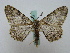  ( - BC ZSM Lep 16265)  @14 [ ] CreativeCommons - Attribution Non-Commercial Share-Alike (2010) Unspecified SNSB, Zoologische Staatssammlung Muenchen