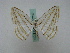  ( - BC ZSM Lep 16269)  @13 [ ] CreativeCommons - Attribution Non-Commercial Share-Alike (2010) Unspecified SNSB, Zoologische Staatssammlung Muenchen