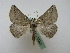  ( - BC ZSM Lep 16307)  @14 [ ] CreativeCommons - Attribution Non-Commercial Share-Alike (2010) Unspecified SNSB, Zoologische Staatssammlung Muenchen
