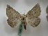  ( - BC ZSM Lep 16309)  @13 [ ] CreativeCommons - Attribution Non-Commercial Share-Alike (2010) Unspecified SNSB, Zoologische Staatssammlung Muenchen