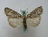  ( - BC ZSM Lep 16315)  @13 [ ] CreativeCommons - Attribution Non-Commercial Share-Alike (2010) Unspecified SNSB, Zoologische Staatssammlung Muenchen