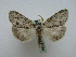  ( - BC ZSM Lep 16324)  @11 [ ] CreativeCommons - Attribution Non-Commercial Share-Alike (2010) Unspecified SNSB, Zoologische Staatssammlung Muenchen