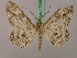  ( - BC ZSM Lep 17286)  @13 [ ] CreativeCommons - Attribution Non-Commercial Share-Alike (2010) Unspecified SNSB, Zoologische Staatssammlung Muenchen