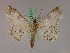  ( - BC ZSM Lep 17289)  @11 [ ] CreativeCommons - Attribution Non-Commercial Share-Alike (2010) Unspecified SNSB, Zoologische Staatssammlung Muenchen