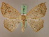  ( - BC ZSM Lep 17314)  @13 [ ] CreativeCommons - Attribution Non-Commercial Share-Alike (2010) Unspecified SNSB, Zoologische Staatssammlung Muenchen