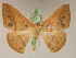  ( - BC ZSM Lep 17316)  @13 [ ] CreativeCommons - Attribution Non-Commercial Share-Alike (2010) Unspecified SNSB, Zoologische Staatssammlung Muenchen