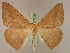  ( - BC ZSM Lep 17318)  @14 [ ] CreativeCommons - Attribution Non-Commercial Share-Alike (2010) Unspecified SNSB, Zoologische Staatssammlung Muenchen