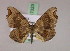  (Mesocoela AH02Tz - BC ZSM Lep 17323)  @14 [ ] CreativeCommons - Attribution Non-Commercial Share-Alike (2010) Unspecified SNSB, Zoologische Staatssammlung Muenchen