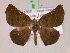  ( - BC ZSM Lep 17324)  @13 [ ] CreativeCommons - Attribution Non-Commercial Share-Alike (2010) Unspecified SNSB, Zoologische Staatssammlung Muenchen