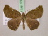  (Mesocoela obscuraAH02Tz - BC ZSM Lep 17325)  @14 [ ] CreativeCommons - Attribution Non-Commercial Share-Alike (2010) Unspecified SNSB, Zoologische Staatssammlung Muenchen