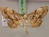  (Psilocladia obliquata - BC ZSM Lep 17362)  @14 [ ] CreativeCommons - Attribution Non-Commercial Share-Alike (2010) Unspecified SNSB, Zoologische Staatssammlung Muenchen