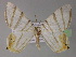  (Opisthoxia metargyriaGM01 - BC ZSM Lep 04994)  @13 [ ] CreativeCommons - Attribution Non-Commercial Share-Alike (2010) Unspecified SNSB, Zoologische Staatssammlung Muenchen