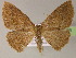  ( - BC ZSM Lep 04996)  @14 [ ] CreativeCommons - Attribution Non-Commercial Share-Alike (2010) Unspecified SNSB, Zoologische Staatssammlung Muenchen