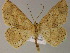  ( - BC ZSM Lep 05004)  @14 [ ] CreativeCommons - Attribution Non-Commercial Share-Alike (2010) Unspecified SNSB, Zoologische Staatssammlung Muenchen