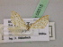  (Scopula AH01Ec - BC ZSM Lep 05015)  @12 [ ] CreativeCommons - Attribution Non-Commercial Share-Alike (2010) Unspecified SNSB, Zoologische Staatssammlung Muenchen