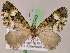  ( - BC ZSM Lep 05040)  @12 [ ] CreativeCommons - Attribution Non-Commercial Share-Alike (2010) Unspecified SNSB, Zoologische Staatssammlung Muenchen