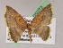  (Eois catana - BC ZSM Lep 05072)  @14 [ ] CreativeCommons - Attribution Non-Commercial Share-Alike (2010) Unspecified SNSB, Zoologische Staatssammlung Muenchen