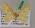  (Eois paulonaAH01Ec - BC ZSM Lep 05084)  @11 [ ] CreativeCommons - Attribution Non-Commercial Share-Alike (2010) Unspecified SNSB, Zoologische Staatssammlung Muenchen