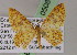  (Eois azafranata - BC ZSM Lep 05085)  @11 [ ] CreativeCommons - Attribution Non-Commercial Share-Alike (2010) Unspecified SNSB, Zoologische Staatssammlung Muenchen