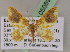  (Eois burla - BC ZSM Lep 05089)  @11 [ ] CreativeCommons - Attribution Non-Commercial Share-Alike (2010) Unspecified SNSB, Zoologische Staatssammlung Muenchen