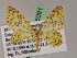  (Eois canariata - BC ZSM Lep 05091)  @11 [ ] CreativeCommons - Attribution Non-Commercial Share-Alike (2010) Unspecified SNSB, Zoologische Staatssammlung Muenchen