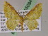  (Eois adimariaGB02Ec - BC ZSM Lep 05094)  @11 [ ] CreativeCommons - Attribution Non-Commercial Share-Alike (2010) Unspecified SNSB, Zoologische Staatssammlung Muenchen