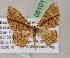  (Eois mediostriga - BC ZSM Lep 05101)  @11 [ ] CreativeCommons - Attribution Non-Commercial Share-Alike (2010) Unspecified SNSB, Zoologische Staatssammlung Muenchen