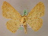  (Sabulodes caberata - BC ZSM Lep 05181)  @14 [ ] CreativeCommons - Attribution Non-Commercial Share-Alike (2010) Unspecified SNSB, Zoologische Staatssammlung Muenchen