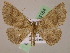  ( - BC ZSM Lep 05184)  @13 [ ] CreativeCommons - Attribution Non-Commercial Share-Alike (2010) Unspecified SNSB, Zoologische Staatssammlung Muenchen