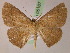  ( - BC ZSM Lep 05187)  @14 [ ] CreativeCommons - Attribution Non-Commercial Share-Alike (2010) Unspecified SNSB, Zoologische Staatssammlung Muenchen