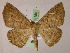  ( - BC ZSM Lep 05188)  @14 [ ] CreativeCommons - Attribution Non-Commercial Share-Alike (2010) Unspecified SNSB, Zoologische Staatssammlung Muenchen