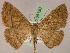 ( - BC ZSM Lep 05190)  @14 [ ] CreativeCommons - Attribution Non-Commercial Share-Alike (2010) Unspecified SNSB, Zoologische Staatssammlung Muenchen
