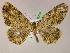  ( - BC ZSM Lep 05215)  @11 [ ] CreativeCommons - Attribution Non-Commercial Share-Alike (2010) Unspecified SNSB, Zoologische Staatssammlung Muenchen