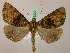  ( - BC ZSM Lep 05227)  @14 [ ] CreativeCommons - Attribution Non-Commercial Share-Alike (2010) Unspecified SNSB, Zoologische Staatssammlung Muenchen