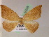  ( - BC ZSM Lep 05228)  @13 [ ] CreativeCommons - Attribution Non-Commercial Share-Alike (2010) Unspecified SNSB, Zoologische Staatssammlung Muenchen