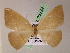  ( - BC ZSM Lep 05229)  @12 [ ] CreativeCommons - Attribution Non-Commercial Share-Alike (2010) Unspecified SNSB, Zoologische Staatssammlung Muenchen