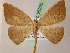  ( - BC ZSM Lep 05230)  @14 [ ] CreativeCommons - Attribution Non-Commercial Share-Alike (2010) Unspecified SNSB, Zoologische Staatssammlung Muenchen