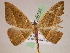 (Patalene AH01Ec - BC ZSM Lep 05231)  @14 [ ] CreativeCommons - Attribution Non-Commercial Share-Alike (2010) Unspecified SNSB, Zoologische Staatssammlung Muenchen