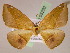  ( - BC ZSM Lep 05232)  @12 [ ] CreativeCommons - Attribution Non-Commercial Share-Alike (2010) Unspecified SNSB, Zoologische Staatssammlung Muenchen