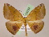  ( - BC ZSM Lep 05233)  @13 [ ] CreativeCommons - Attribution Non-Commercial Share-Alike (2010) Unspecified SNSB, Zoologische Staatssammlung Muenchen